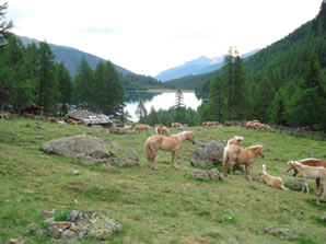 Haflinger Pferde grasen am See